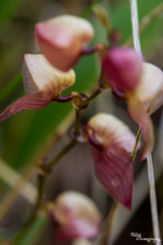 Orchidee der Gattung Stelis