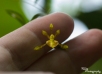 mein Zeigefinger kann als Referenz genommen um die Größe dieser feinen Orchidee abzuschätzen - Cyrtochilum meirax